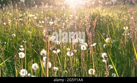 Photo d'ambiance d'un champ de village avec des fleurs sauvages et des herbes dans le style boho avec l'espace de copie. Un champ de pissenlits blancs moelleux au soleil du soir Banque D'Images