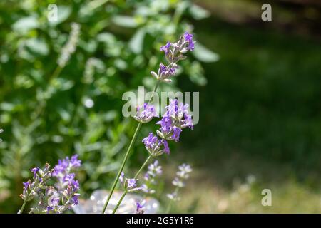 Cette image montre une vue rapprochée des fleurs de lavande violette anglaise (Lavandula angustifolia) dans un jardin ornemental ensoleillé. Banque D'Images