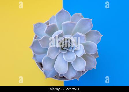 Un succulent dans un pot sur fond jaune-bleu. Vue du dessus. Copier l'espace.Flat lay. Banque D'Images