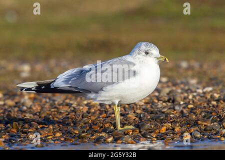 Guette commune, Larus canus, oiseau unique, debout sur la plage de galets, Norfolk, Angleterre, Royaume-Uni Banque D'Images