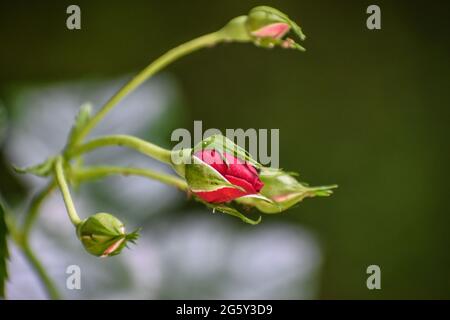 Quatre boutons roses en gros plan Banque D'Images