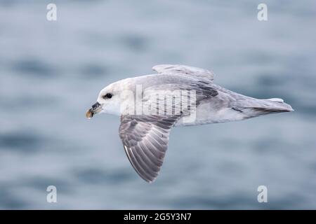 fulmar du nord, Fulmarus glacialis, phase bleue, oiseau unique en vol sur glace à plateau, Svalbard, Spitzbergen Banque D'Images