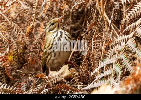 pipit à dos d'olive, Anthus hodgsoni, oiseau unique en migration debout sur les inondations dans la litière de feuilles, Muckleburgh, Norfolk, Angleterre, Royaume-Uni Banque D'Images