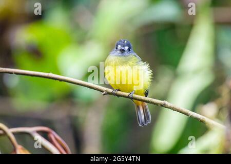 Flycatcher orné, Myiotriccus ornatus, oiseau unique perché dans un arbre, Angel Paz, Equateur Banque D'Images