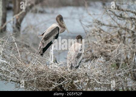 Cigogne peinte, Mycteria leucocephala, deux poussins dans le nid, parc national de Yala, Sri Lanka Banque D'Images