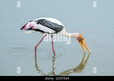 Cigogne peinte, Mycteria leucocephala, adulte unique barboteuse dans les eaux peu profondes, Parc national de Yala, Sri Lanka Banque D'Images