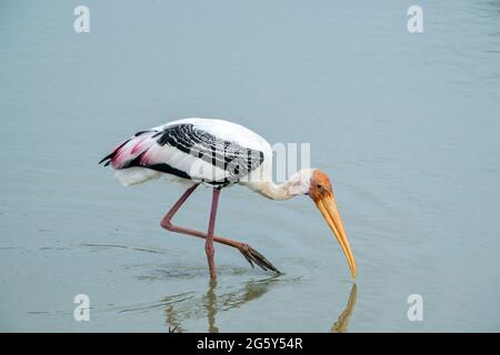 Cigogne peinte, Mycteria leucocephala, adulte unique barboteuse dans les eaux peu profondes, Parc national de Yala, Sri Lanka Banque D'Images