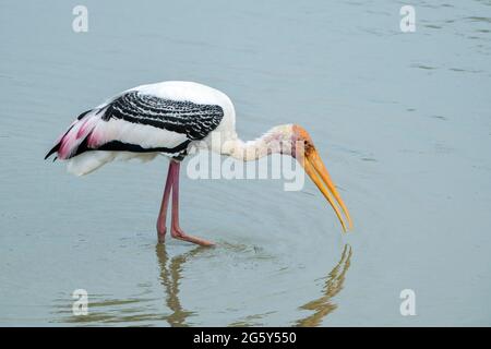 Cigogne peinte, Mycteria leucocephala, adulte unique barboteuse dans les eaux peu profondes, Parc national de Yala, Sri Lanka Banque D'Images