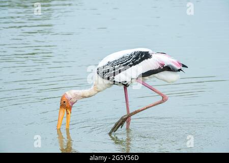 Cigogne peinte, Mycteria leucocephala, adulte unique barboteuse dans les eaux peu profondes, Parc national de Yala, Sri Lanka Banque D'Images