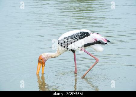 Cigogne peinte, Mycteria leucocephala, adulte unique barboteuse dans les eaux peu profondes, Parc national de Yala, Sri Lanka Banque D'Images