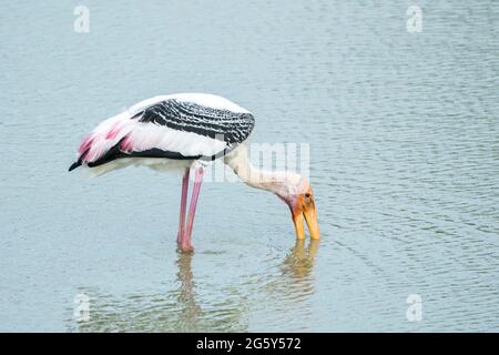 Cigogne peinte, Mycteria leucocephala, adulte unique barboteuse dans les eaux peu profondes, Parc national de Yala, Sri Lanka Banque D'Images