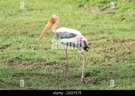 Cigogne peinte, Mycteria leucocephala, adulte unique barboteuse dans les eaux peu profondes, Parc national de Yala, Sri Lanka Banque D'Images