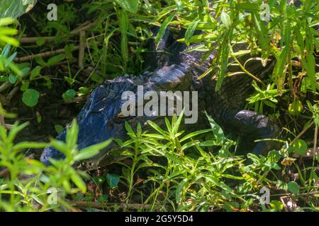 Yacar caiman (Caiman yacare) à Esteros del Ibera, Argentine Banque D'Images