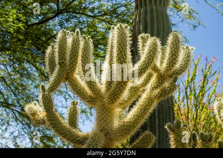 Jardin botanique du désert - plantes et sculptures - Cholla d'ours en peluche (Cylindropuntia bigelovii) Banque D'Images