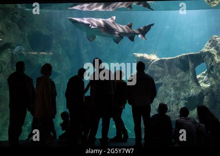 Les gens qui regardent un petit requin dans un aquarium Banque D'Images