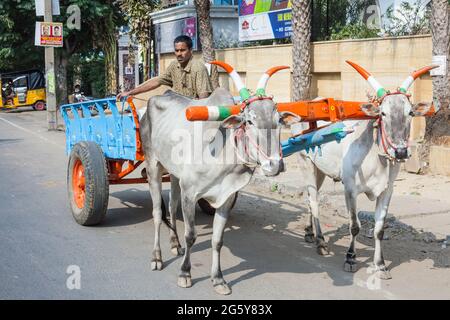 Deux vaches avec de grandes cornes peintes en couleurs indiennes pour le festival pongal tirent l'Indien en chariot à roues, Puducherry (Pondicherry), Tamil Nadu, Inde Banque D'Images