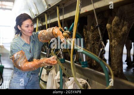 Femme travaillant à la ligne de traite à la ferme Banque D'Images