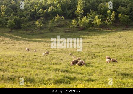 Photo de moutons, moutons blancs, debout dans un pâturage. Les moutons sont des quadrupedal, les mammifères ruminants sont généralement gardés comme bétail. Comme la plupart des ruminants, shee Banque D'Images