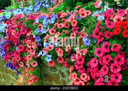 Pétunia, pétunias, violet, rose, bleu, Rouge, pierre à carne suspendue, jardin avant, mur, Norfolk, Angleterre Banque D'Images