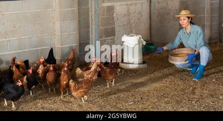 La femme kazakh nourrit les poules pondeuses Banque D'Images