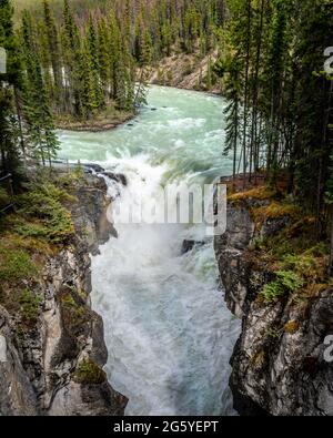 La turbulente de l'eau turquoise de la rivière Sunwapta comme il dégringole Sunwapta Falls dans le parc national Jasper dans les Rocheuses canadiennes Banque D'Images