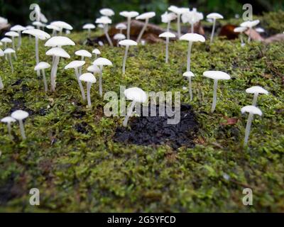 Champignons blanc pousse sur un journal couvert de mousse. Banque D'Images