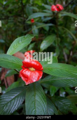 Une vue proche de la plante des lèvres chaudes, Psychotria poeppigiana. Banque D'Images