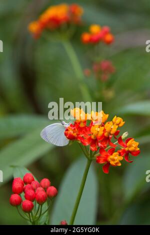 Un fantôme papillon jaune, Eurema albula, s'accroche à quelques fleurs sauvages. Banque D'Images