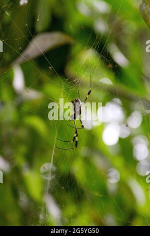 Un golden orb weaver spider, Nephila clavipes, accroche sur son site web. Banque D'Images