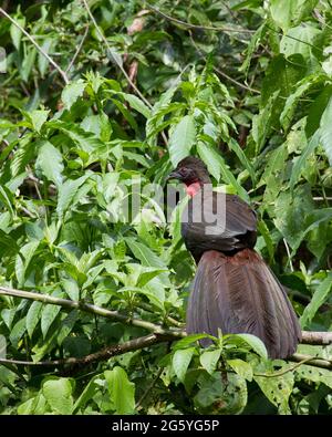 Un crested guan, Penelope purpurascens, perché sur une branche. Banque D'Images