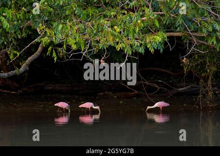 Trois sterne de spatules, Platalea ajaja, recherche de nourriture. Banque D'Images