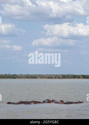 Un groupe d'hippopotames, Hippopotamus amphibius, recueillir dans un lac. Banque D'Images