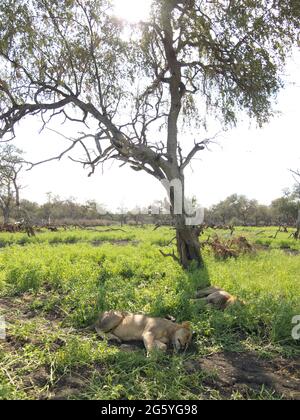 Les Lions, Panthera leo, dormir à l'ombre d'un arbre. Banque D'Images