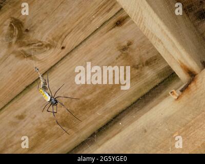 Un orb-weaver en soie dorée crée une toile d'araignée sous une promenade. Banque D'Images