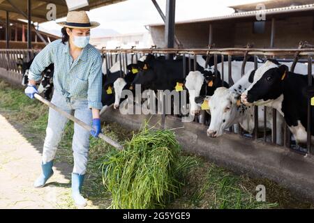 Ouvrier agricole dans un masque de protection alimentant l'herbe aux vaches dans la grange Banque D'Images