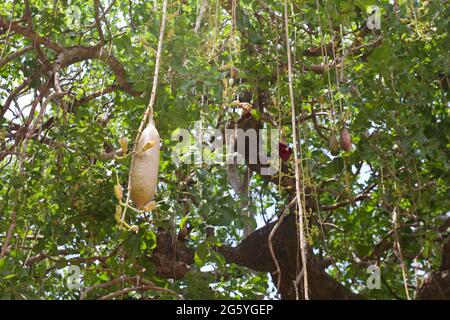 Fruit pend d'un arbre Kigelia africana, saucisse. Banque D'Images