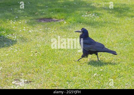 Rok (Corvus fragilegus). Adulte ornithologie marche, marche à pied, sur l'herbe verte zone d'une station de service d'autoroute, à la recherche de produits alimentaires jetés. Banque D'Images