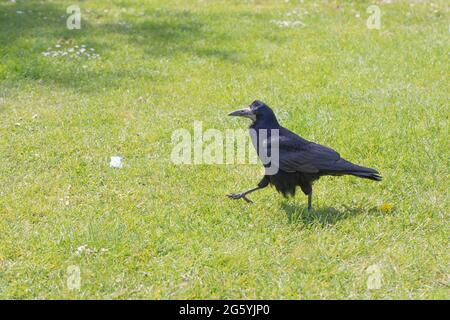 Rok (Corvus fragilegus). Adulte oiseau marchant, en sortant, sur l'herbe verte d'une station de service d'autoroute, à la recherche de produits alimentaires rejetés de Banque D'Images