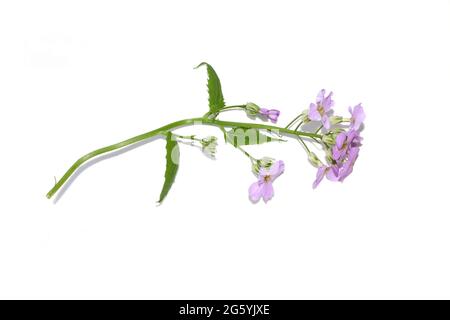 La fusée de Dame Hesperis matronalis plante envahissante fleurs violettes isolées sur fond blanc Banque D'Images