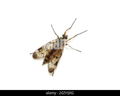 Downlooker snipefly Rhagio scolopaceus isolé sur fond blanc Banque D'Images