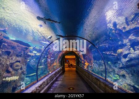 Las Vegas, 29 JUIN 2021 - tunnel sous-marin dans l'aquarium Shark Reef Banque D'Images