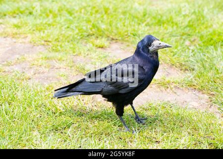 Rok (Corvus fragilegus). Oiseau adulte debout au sol, à une station-service de l'autoroute, attendant patiemment que les visiteurs arrivent et renversent de la nourriture. Banque D'Images