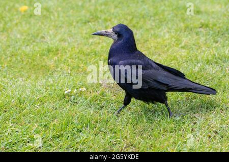 Rok (Corvus fragilegus). Oiseau adulte marchant sur une pelouse en herbe coupée. Profil. Vue latérale. Proche de. Mobilité, déplacement à un rythme soutenu. Banque D'Images