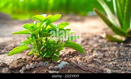 Plante médicinale botanique d'Ashwagandha en pépinière. Les bourgeons plantent à partir du sol. Concept de médecine homéopathique. Banque D'Images