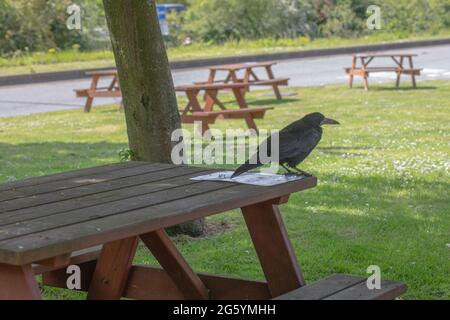 Rok (Corvus fragilegus). Un oiseau adulte se tenant sur une table de pique-nique à une station-service de l'autoroute attend patiemment que les visiteurs arrivent et renversent de la nourriture Banque D'Images