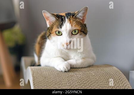 Calico Cat avec les yeux verts posés sur un carton à rayures Banque D'Images