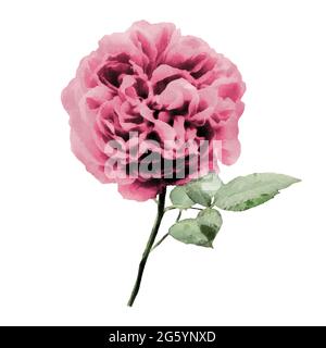 Rose rose isolée sur fond blanc. Illustration aquarelle Banque D'Images