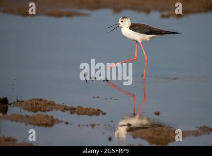 Himantopus himantopus barboter en eau peu profonde pendant la migration estivale sur les vasières côtières de l'Atlantique en Charente Maritime, France Banque D'Images