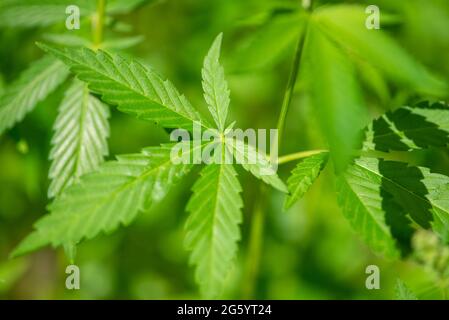 Jeunes feuilles de cannabis en gros plan. Prise de vue macro. Banque D'Images