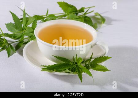 Tisane de cannabis et jeunes feuilles de marijuana sur fond blanc. Banque D'Images